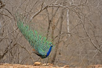 Display of the male Indian Peafowl