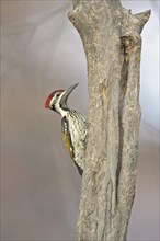 Black-rumped Flameback or Lesser Golden-backed Woodpecker