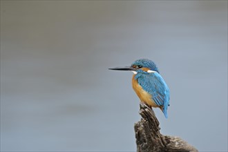 Common Kingfisher