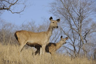 Alert female Sambar Deer