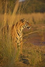 Bengal or Indian tiger