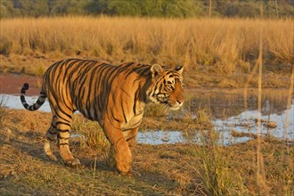 Bengal or Indian tiger