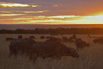 Herd of African buffalo or Cape buffalo