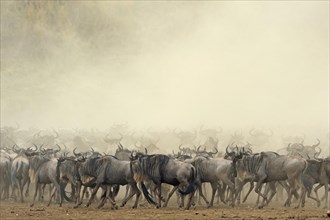 Herd of Blue Wildebeests
