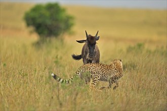 Cheetah