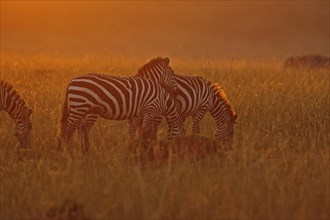 Plains or Common Zebras