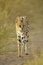 Serval