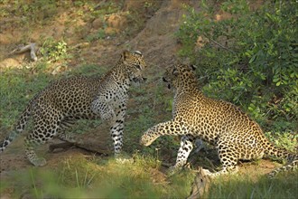 Two Sri Lankan Leopards
