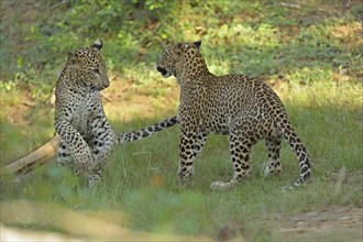 Two Sri Lankan Leopards