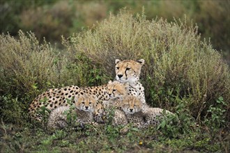 Cheetahs
