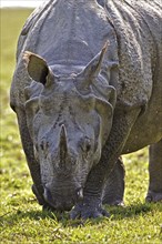 Indian Rhinoceros or Great One-horned Rhinoceros or Asian One-horned Rhinoceros