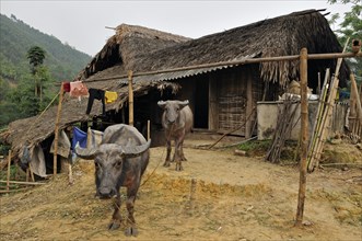 Water Buffaloes