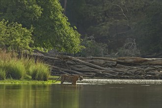 Bengal or Indian Tiger