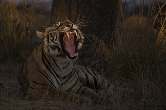 Wild Bengal Tiger