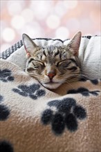 House cat sleeps under a blanket