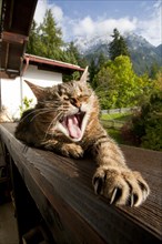 Domestic Cat stretching on a balcony