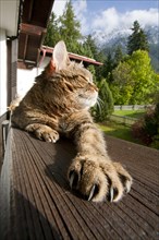 Domestic Cat enjoying the sun on a balcony