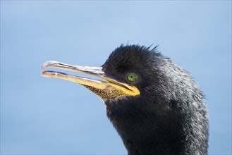 Common Shag or European Shag