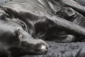 Black Labrador female suckling single puppy