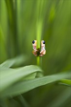 Kilombero Reed Frog