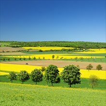 Spring landscape with rapeseed fields