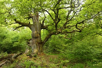 Huge old moss-covered gnarled oak in a former pastoral forest