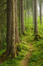 Path through natural spruce forest