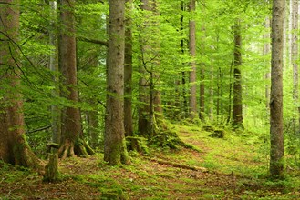 Natural spruce forest