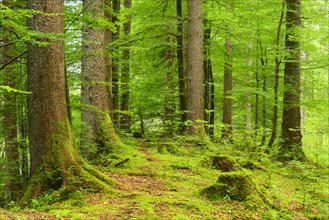 Natural spruce forest