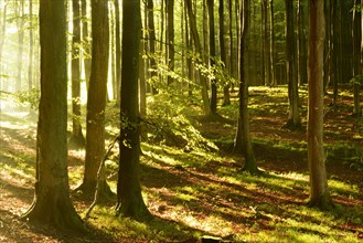 Rays of sunlight in natural beech forest