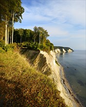Chalk cliffs and coastal forest