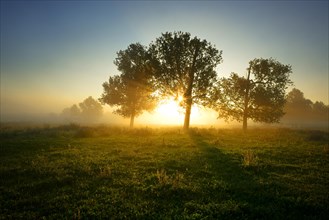 Sun rays shining through trees and fog