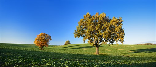 Solitary oaks