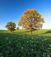 Solitary oaks