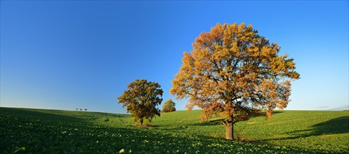 Solitary oaks