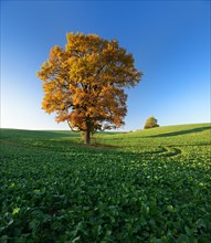 Solitary oaks