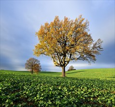 Solitary oaks