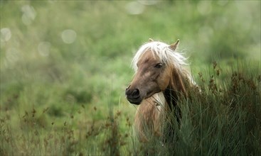 Classic Pony in grass