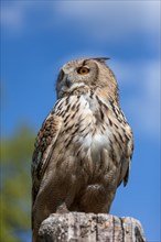 Siberian Eurasian Eagle-owl