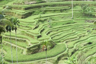 Rice terraces near Tegallalang