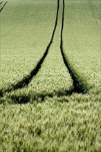 Tire tracks in a wheat field