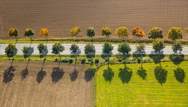 Avenue with autumn leaves