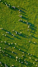 Grazing sheep herd in the evening light with long shadows