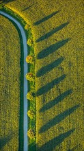 Canola fields with winter crops