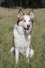 Siberian Husky