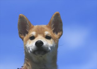 Shiba Inu