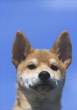 Shiba Inu