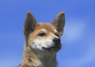 Shiba Inu