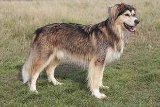 Siberian Husky Malamute mixed breed