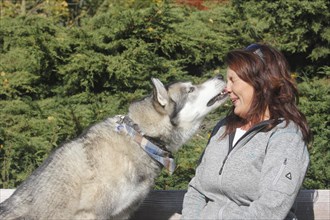 Siberian Husky crossbreed licking owner's face